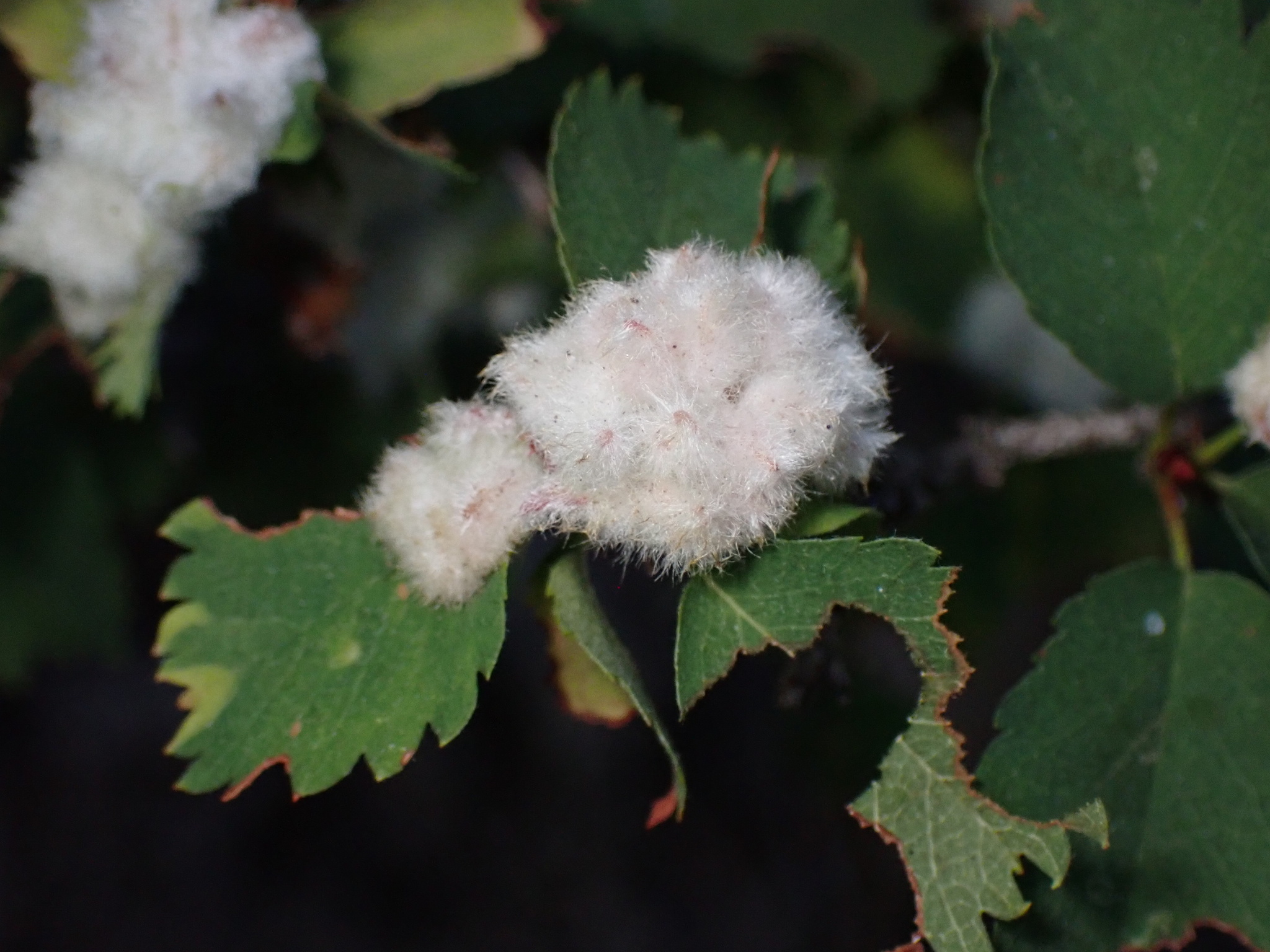 Gall image