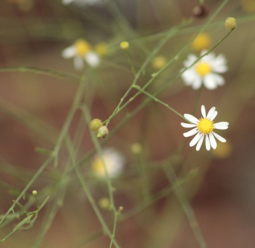 image of Boltonia diffusa
