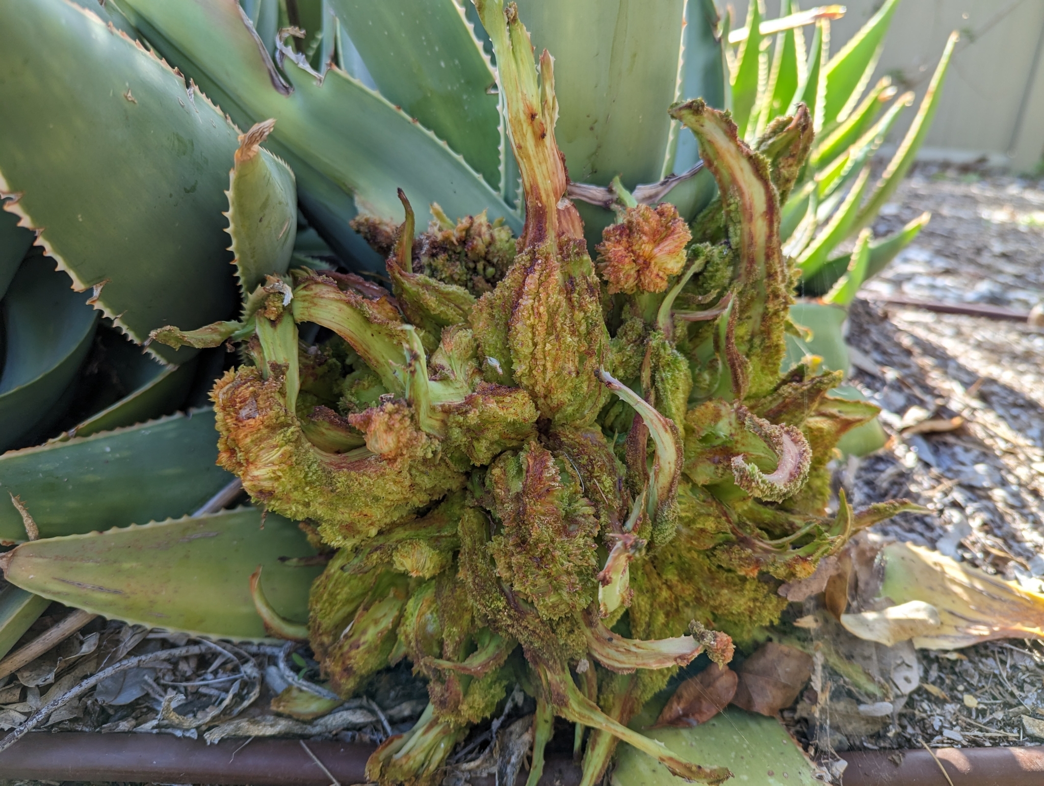Gall image