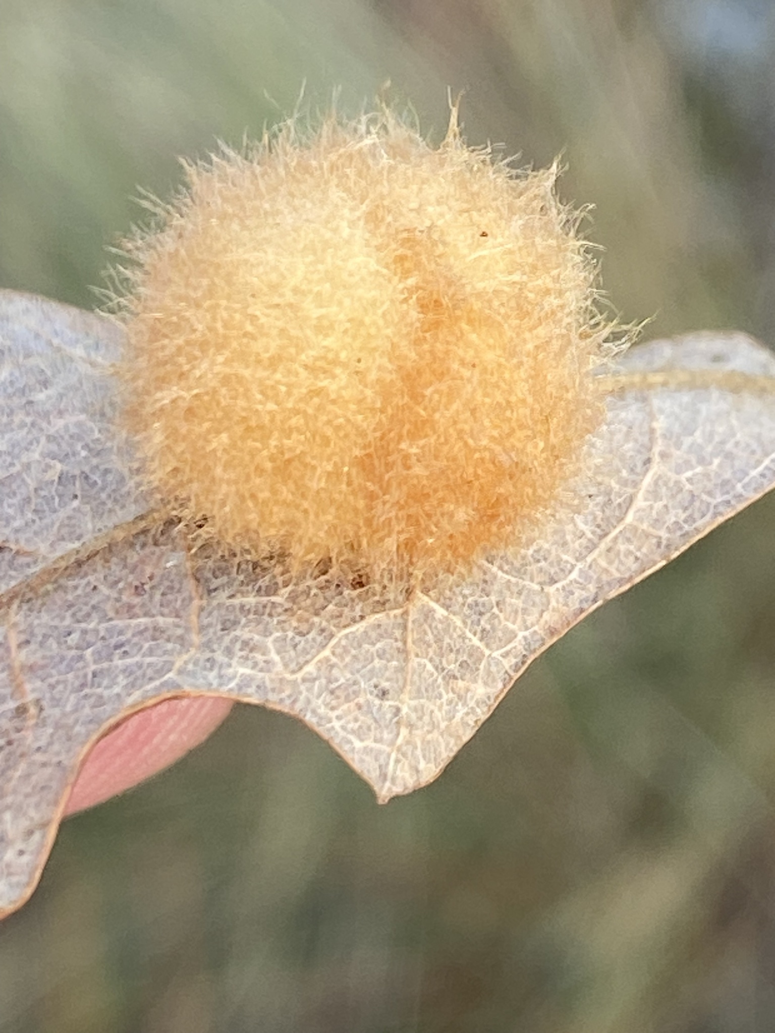 Gall image