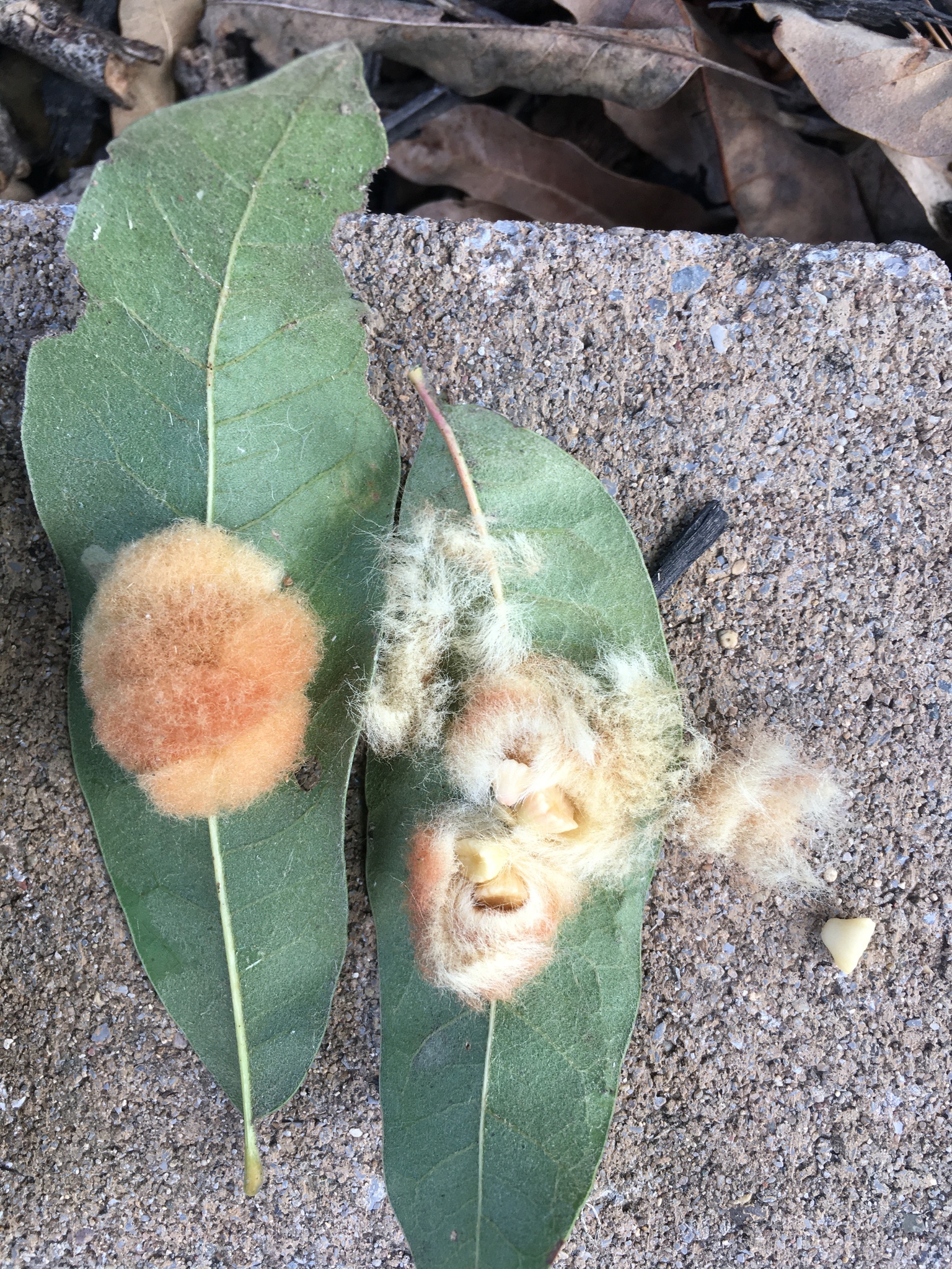 Gall image
