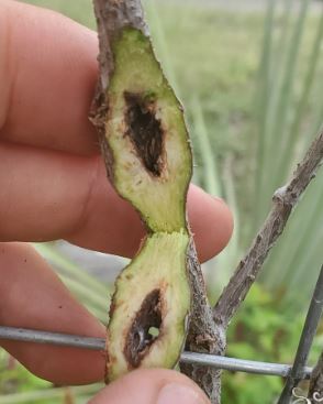 image of Unknown c-trifoliata-stem-swelling