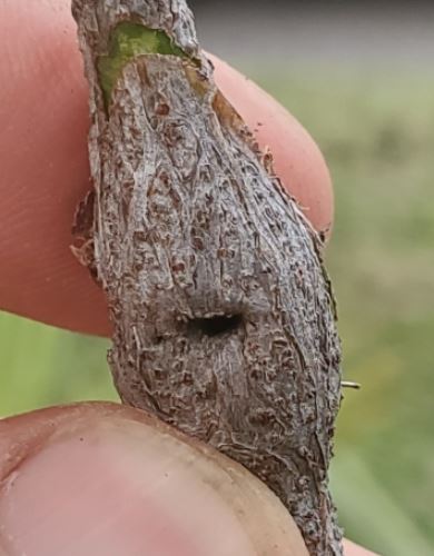 image of Unknown c-trifoliata-stem-swelling