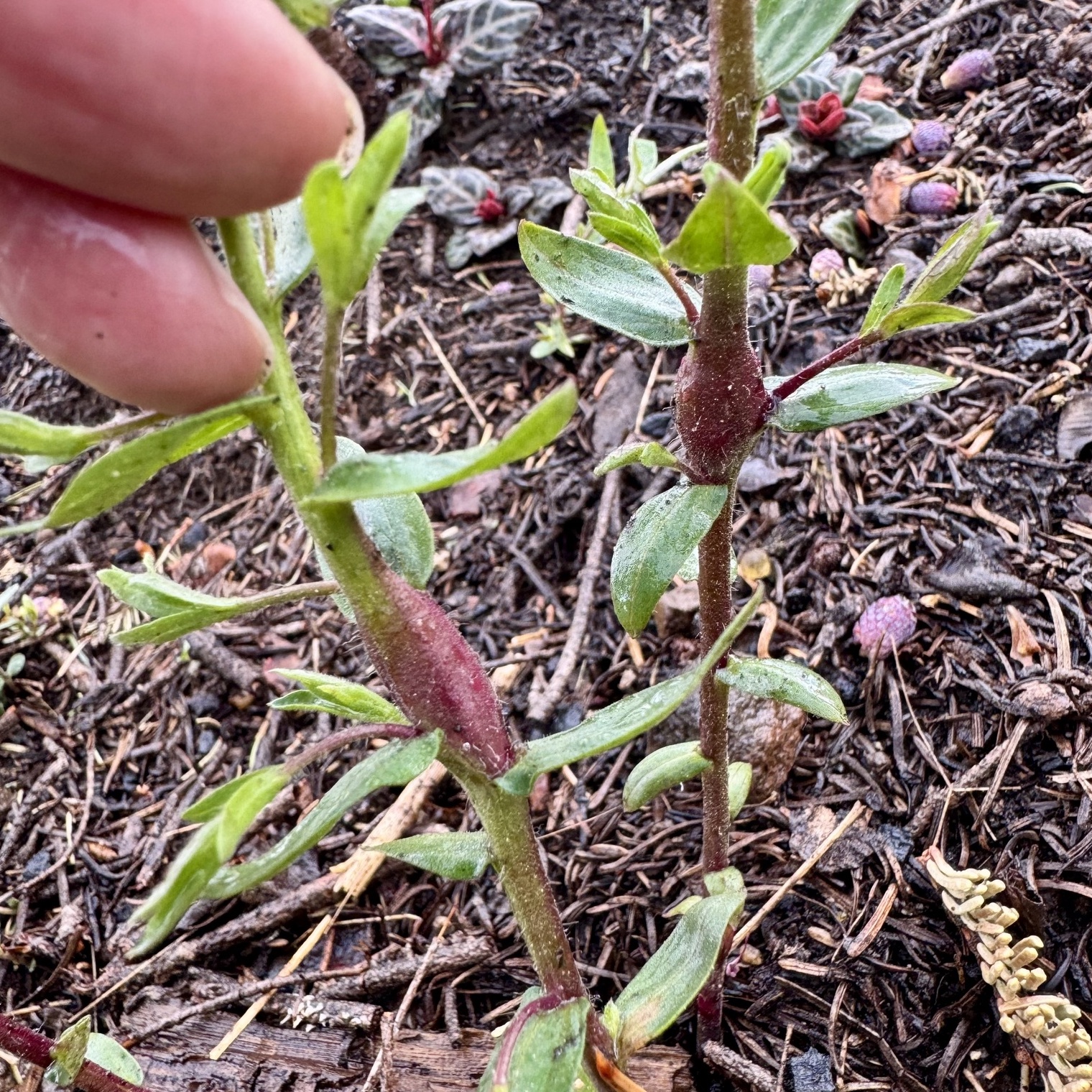 image of Unknown d-breweri-stem-swelling