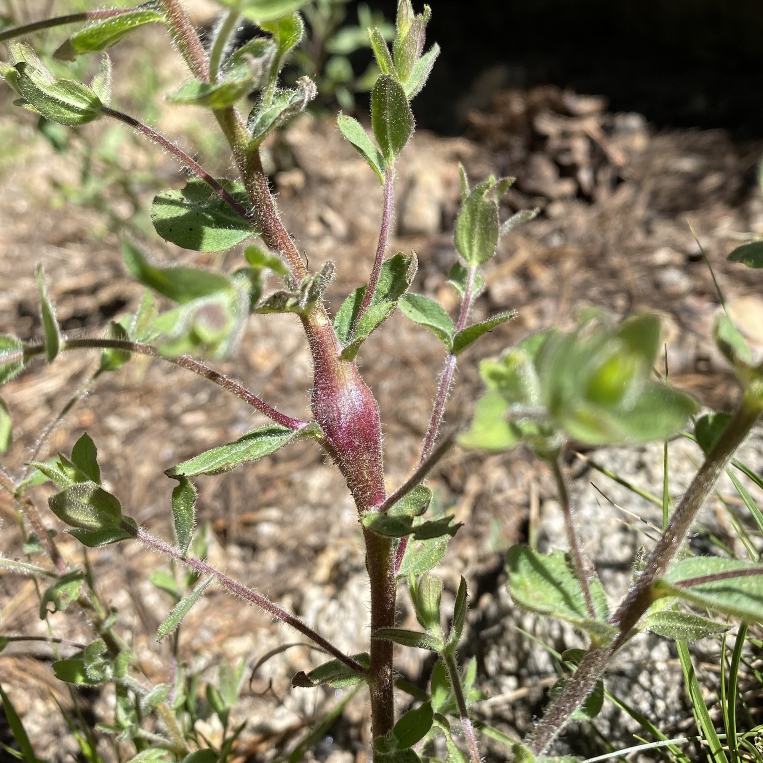 image of Unknown d-breweri-stem-swelling