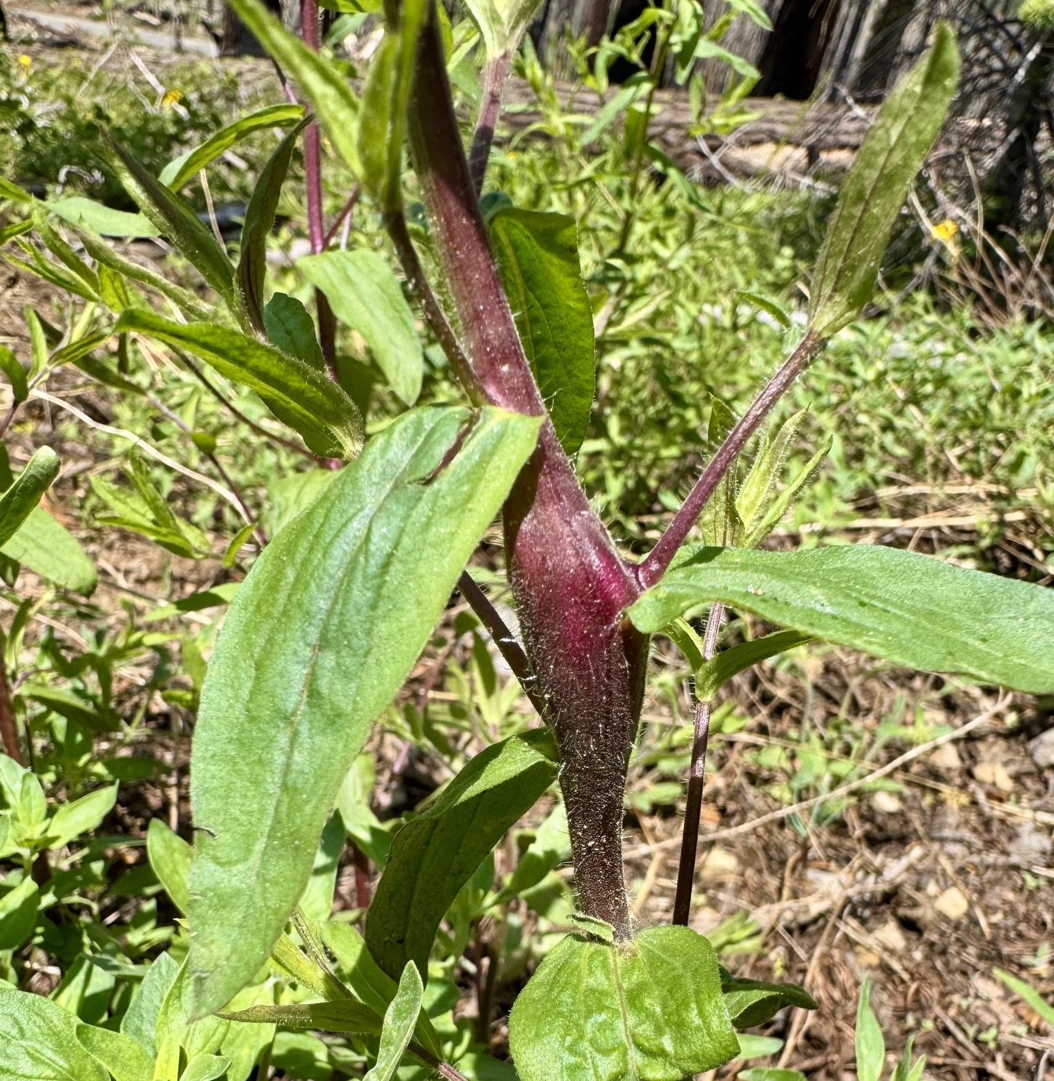image of Unknown d-breweri-stem-swelling