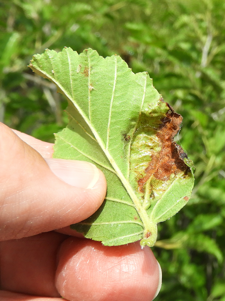 image of Taphrina a-incana-near-japonica-on-other-Alnus-species
