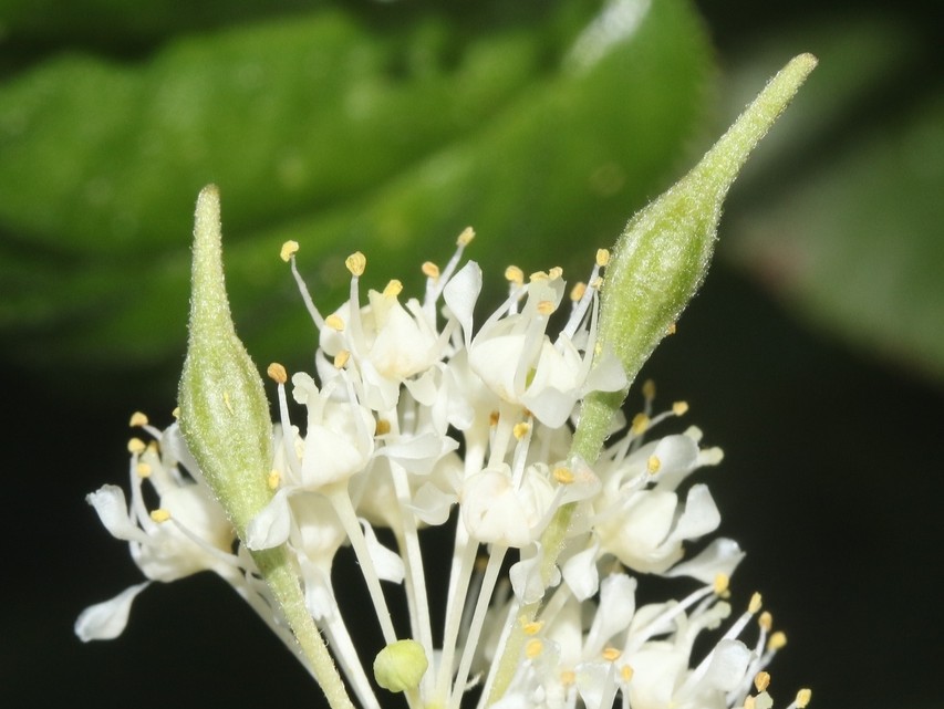 image of Asphondylia c-velutinus-spindle-shaped-flower-gall