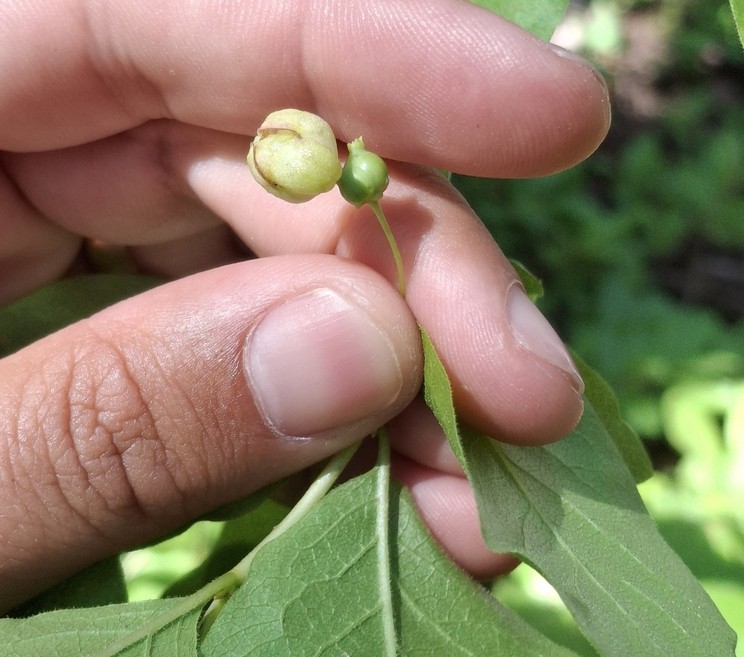 image of Unknown l-conjugialis-enlarged-flower-bud