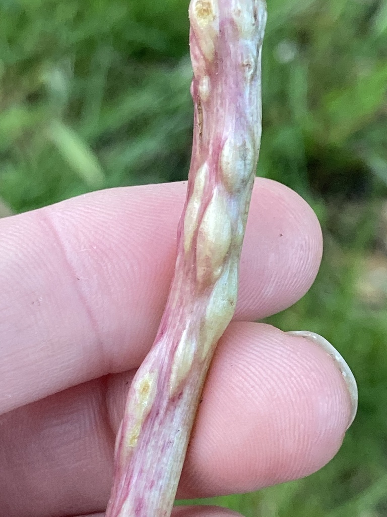 image of Protomyces pachydermus