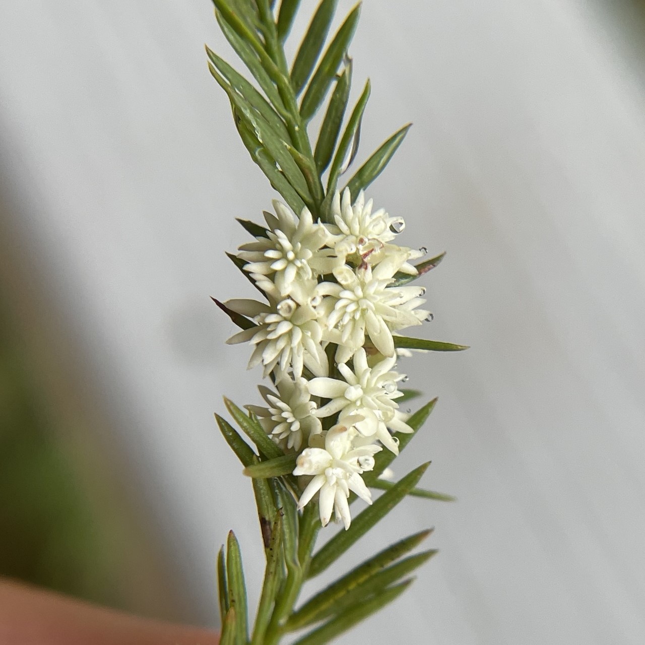 image of Taxodiomyia t-distichum-urchin-gall