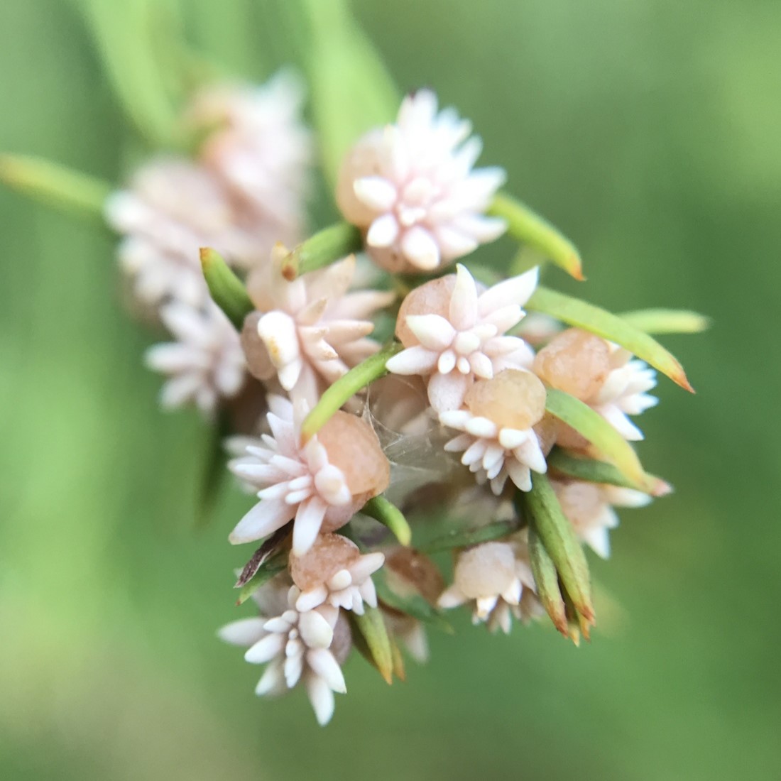 image of Taxodiomyia t-distichum-urchin-gall