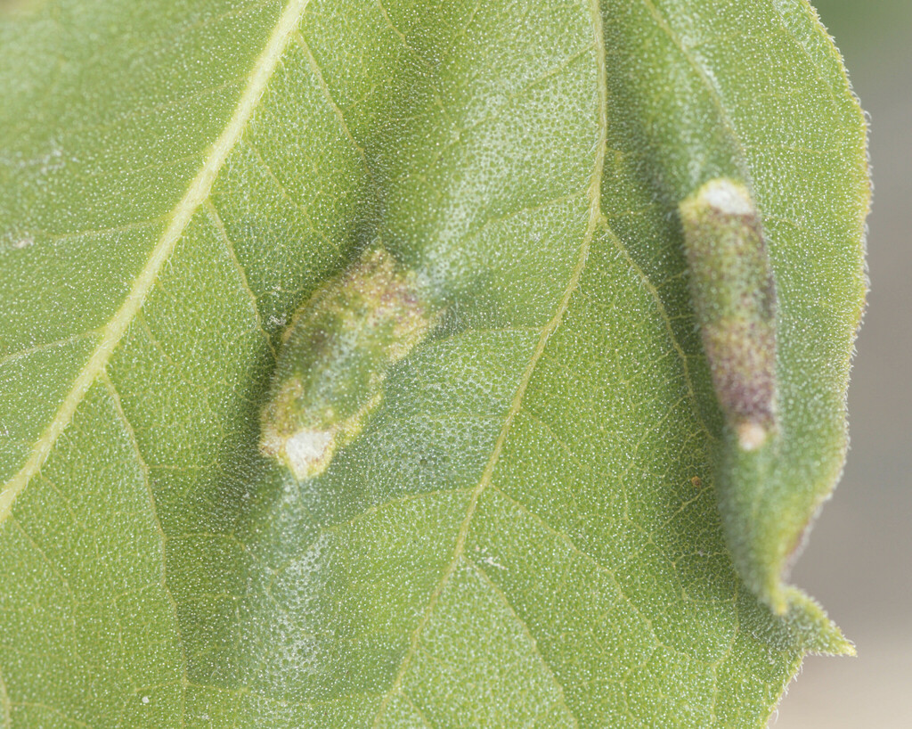 image of Unknown h-annuus-leaf-fold