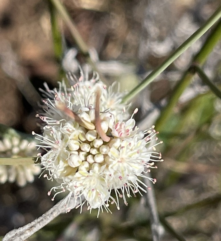 image of Unknown e-nudum-flower-gall