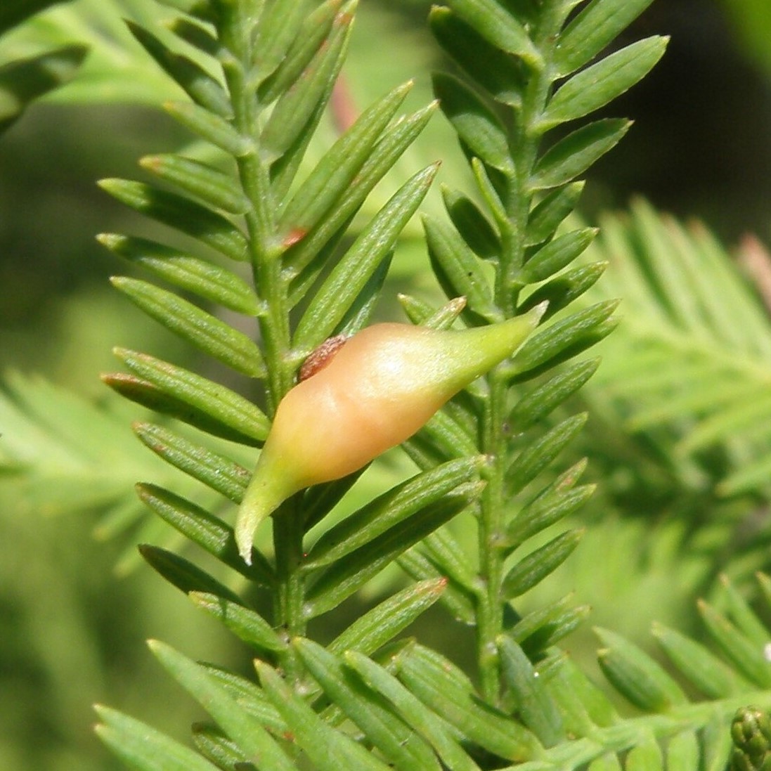 image of Taxodiomyia t-distichum-spindle-gall