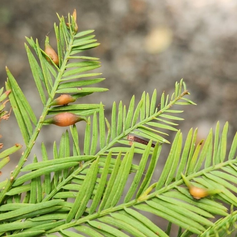 image of Taxodiomyia t-distichum-spindle-gall