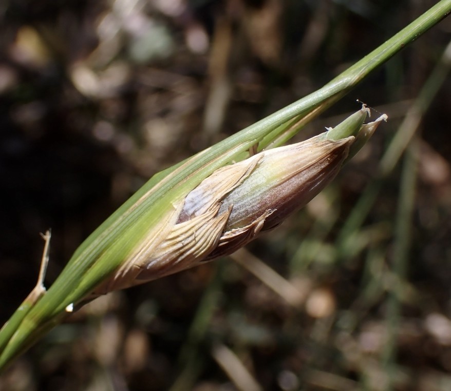 image of Unknown e-glaucus-swollen-and-distorted-inflorescence