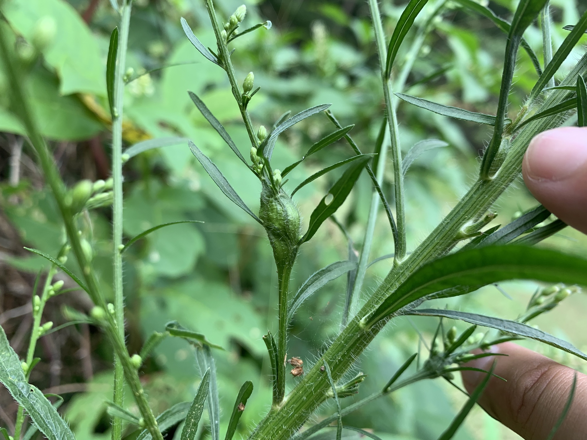 Gall image