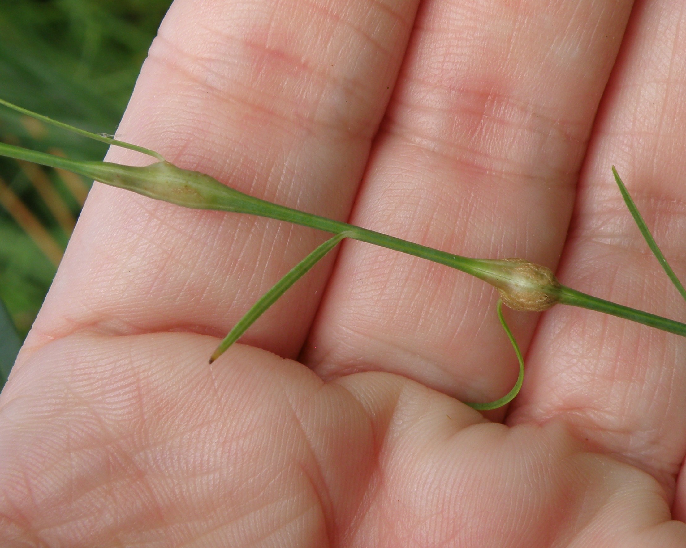 image of Unknown-cecid b-diffusa-stem-swelling