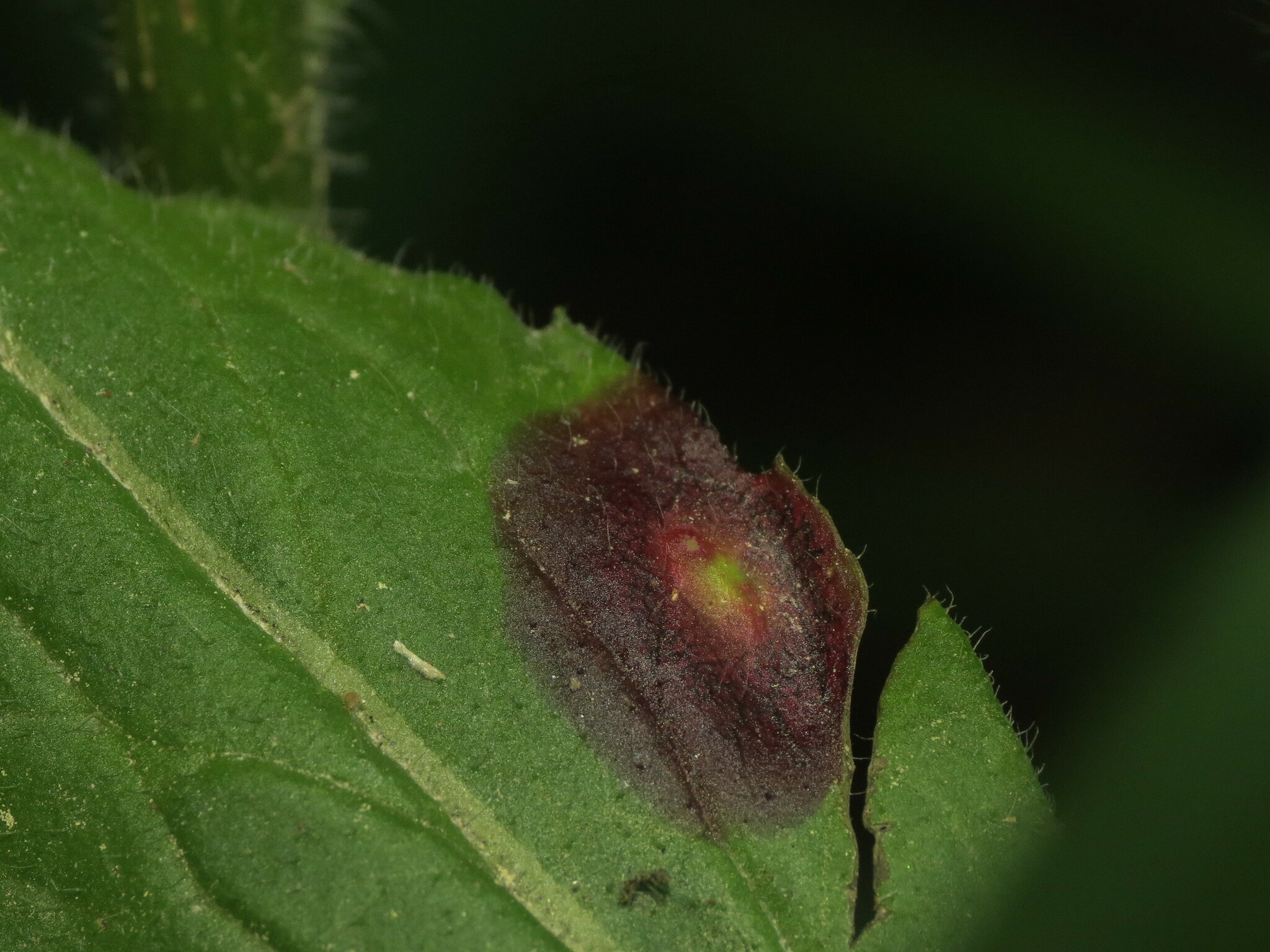 Gall image