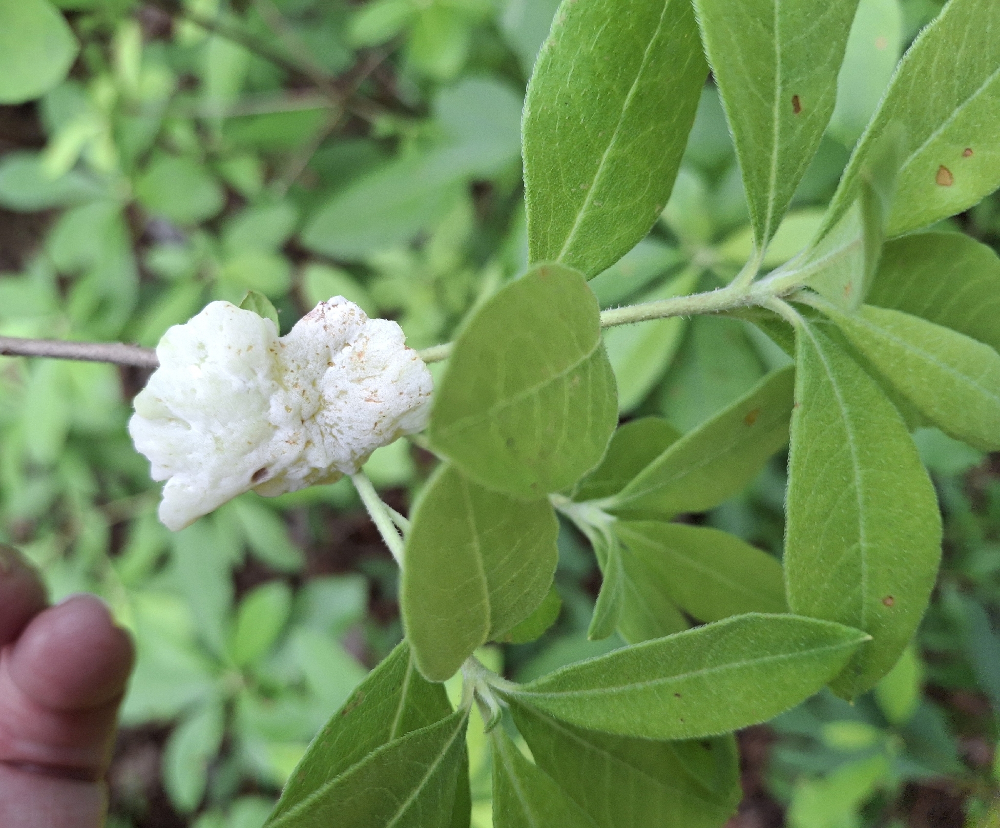Gall image