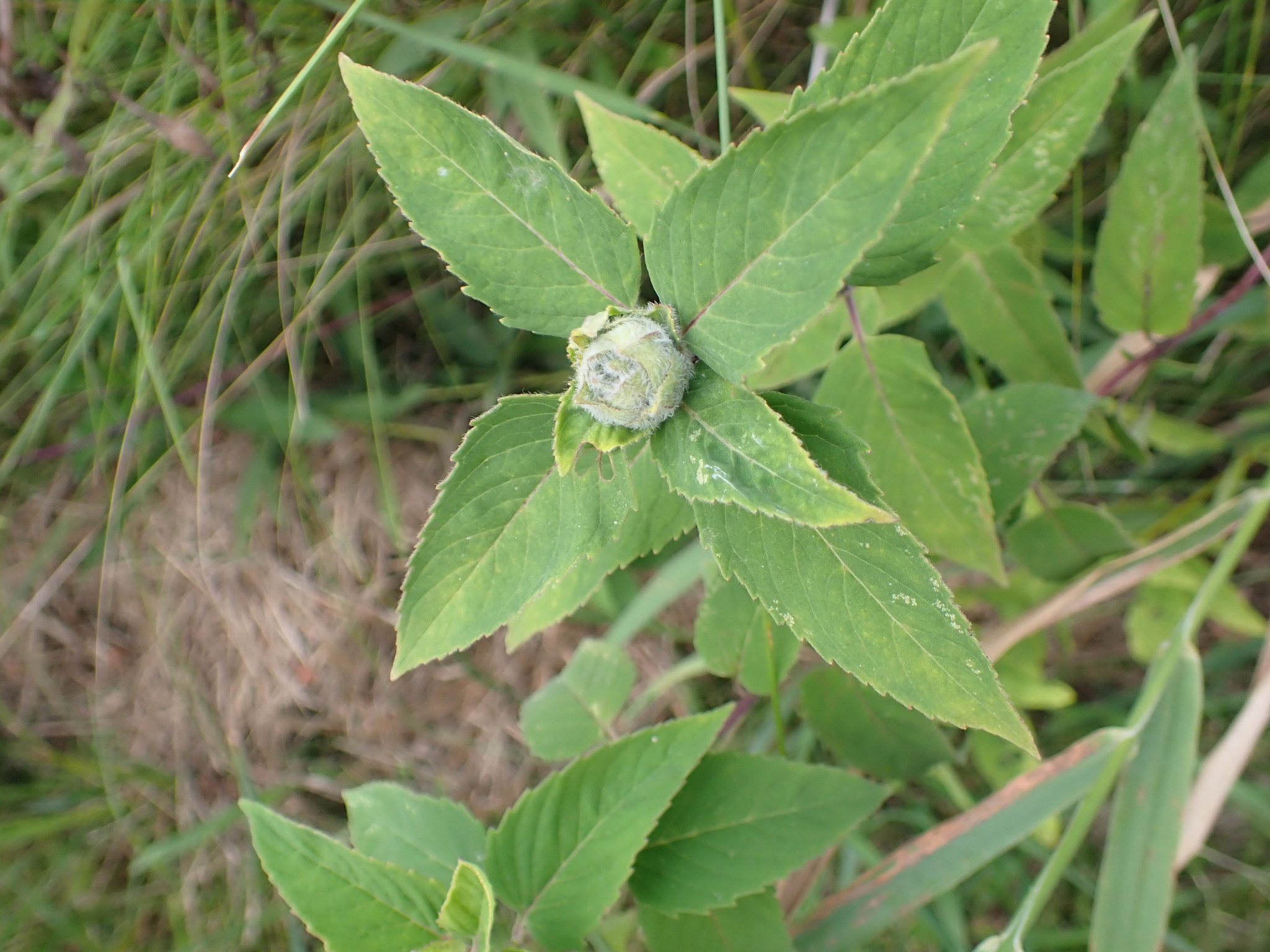 Gall image