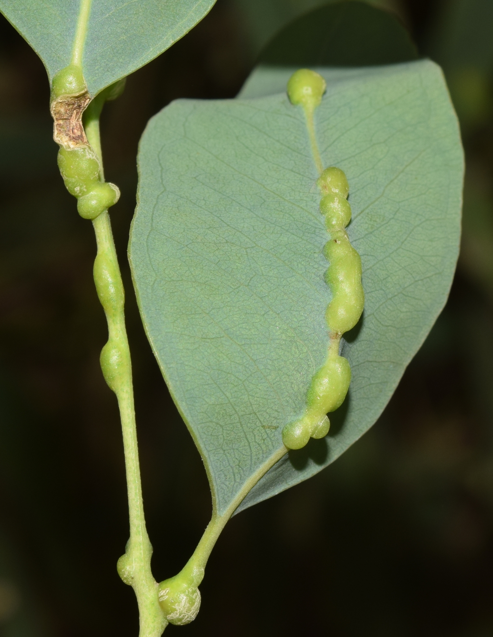 Gall image