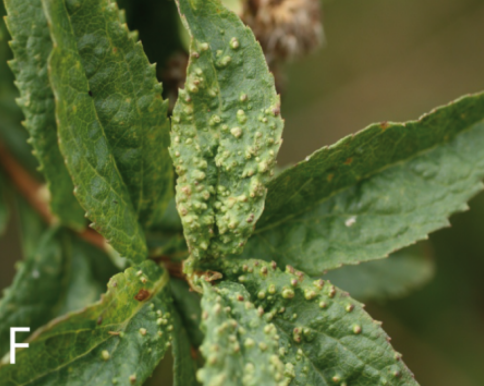 Gall image