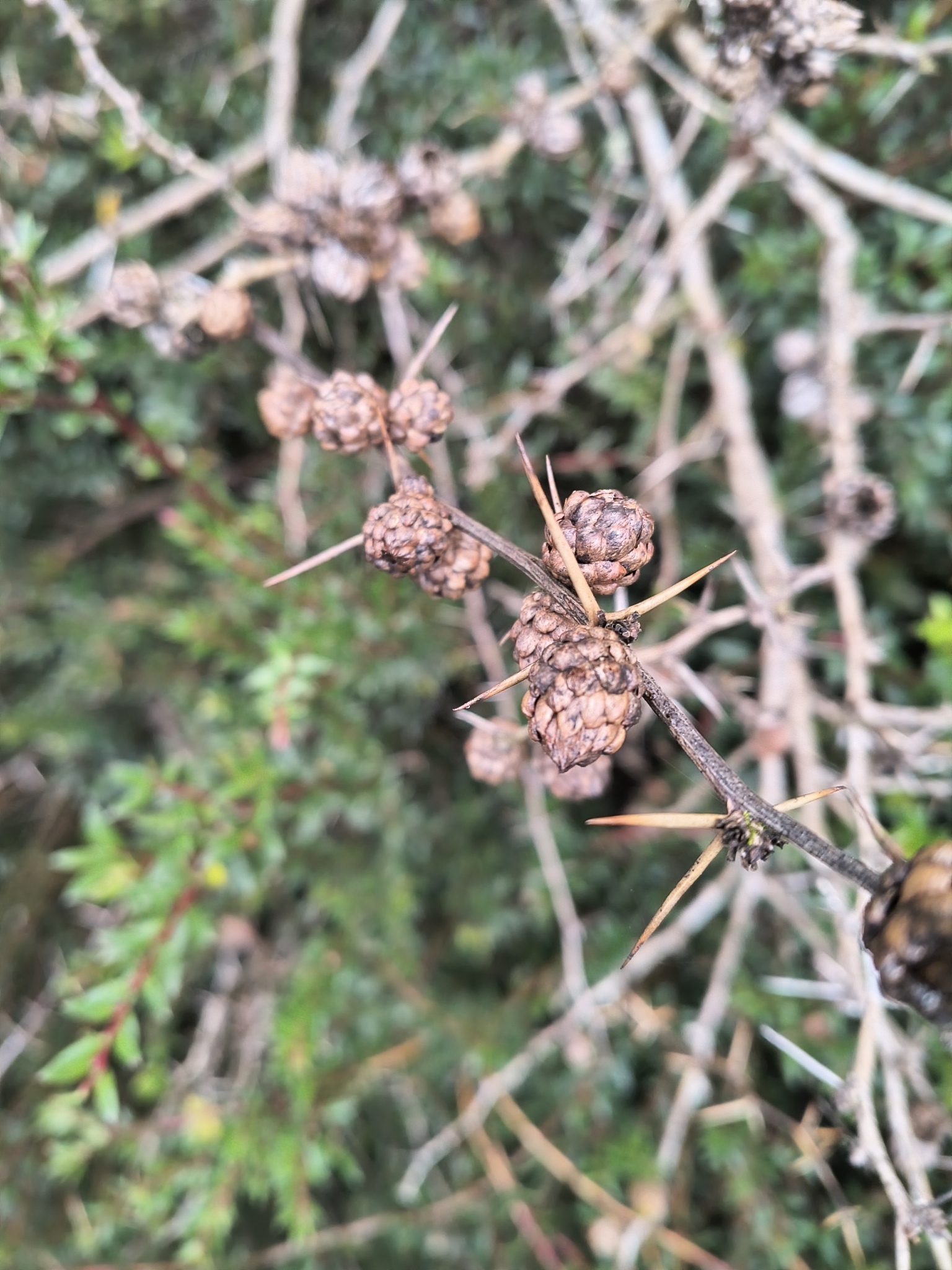 Gall image