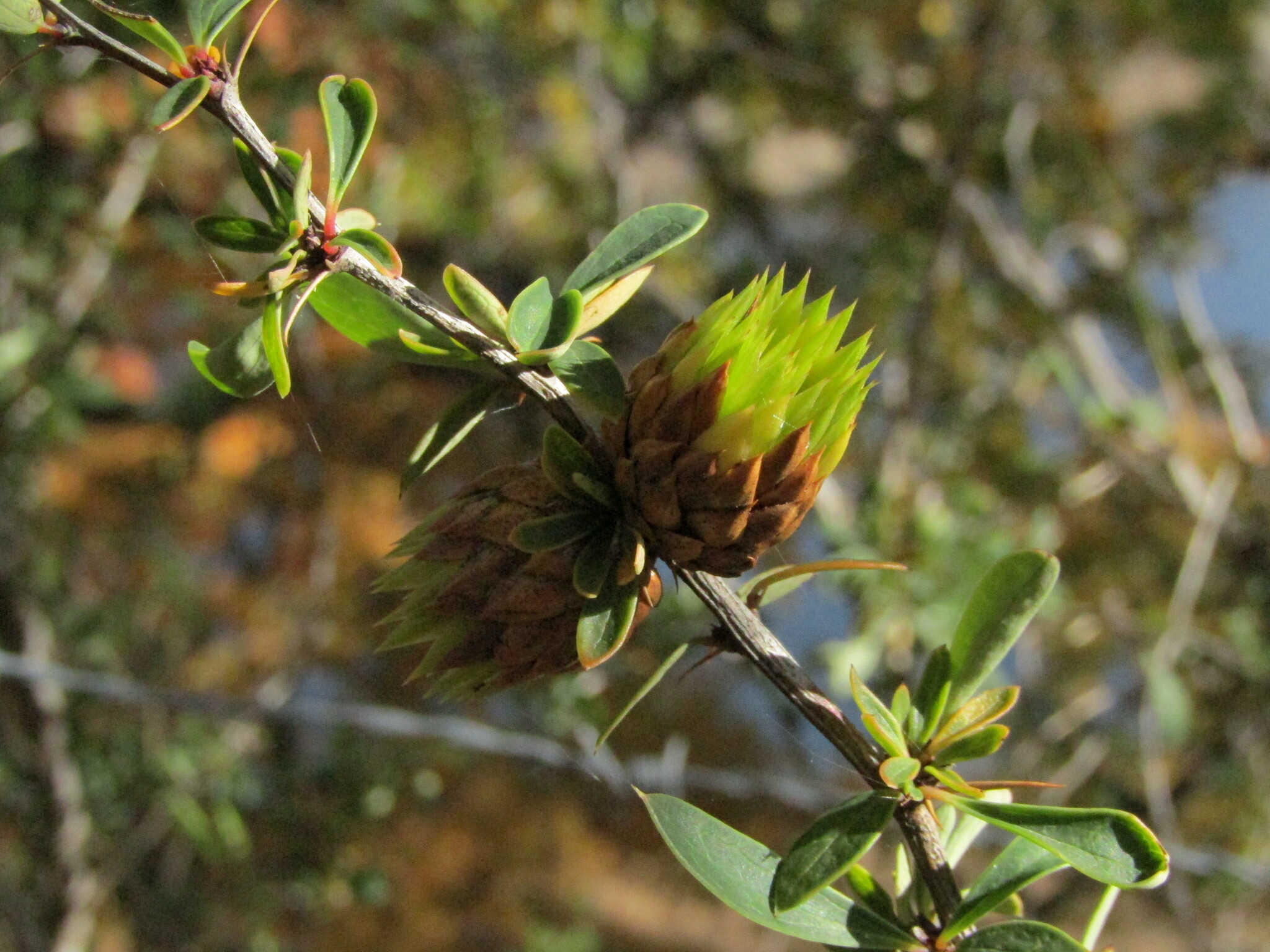 Gall image