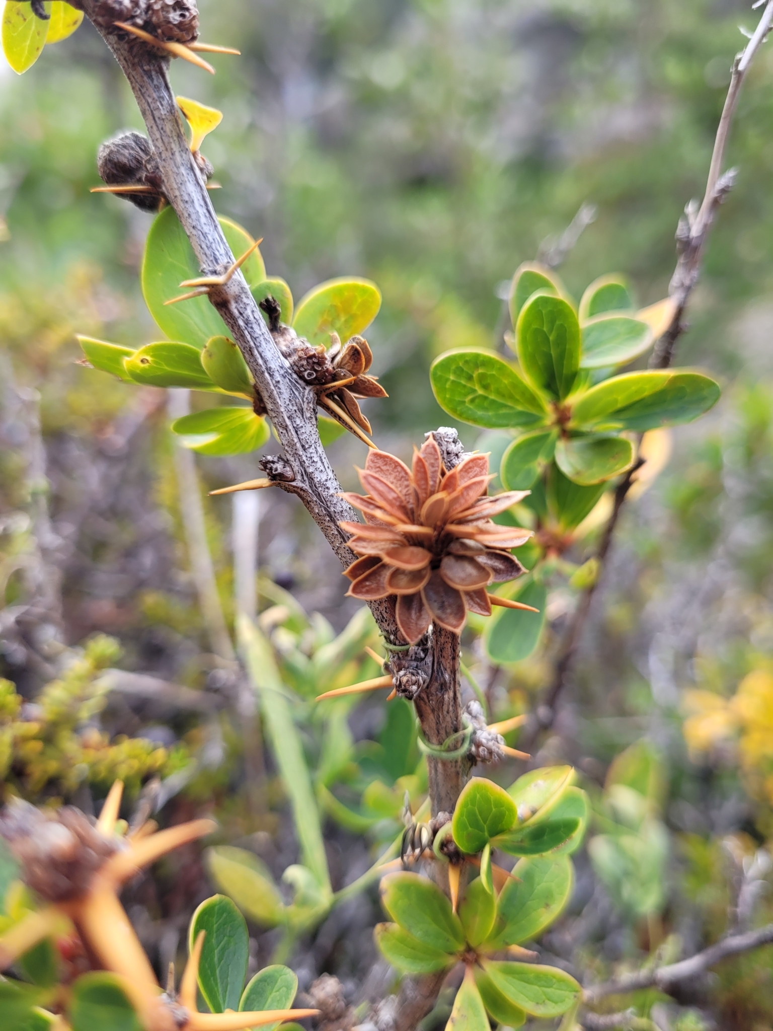 Gall image