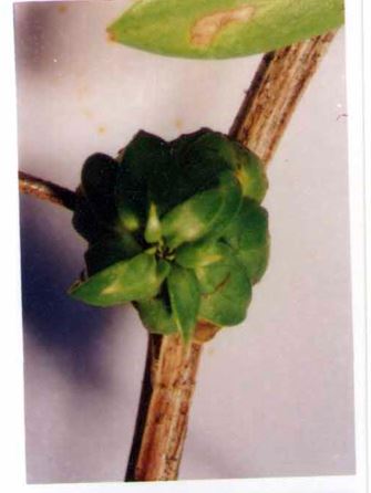 Gall image
