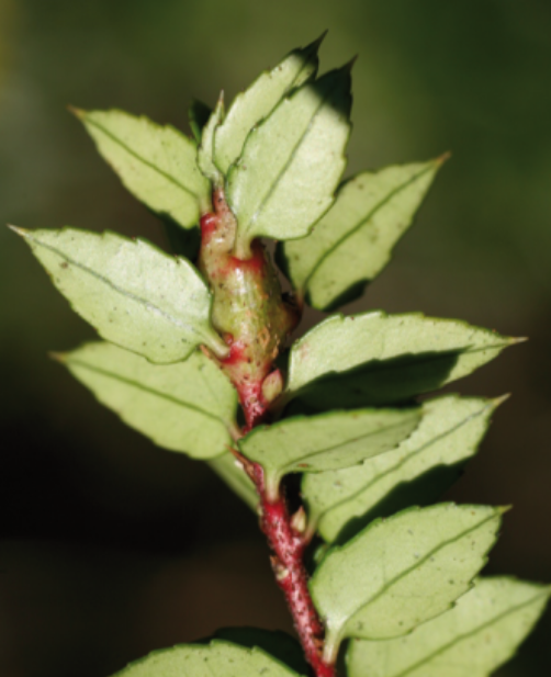 Gall image