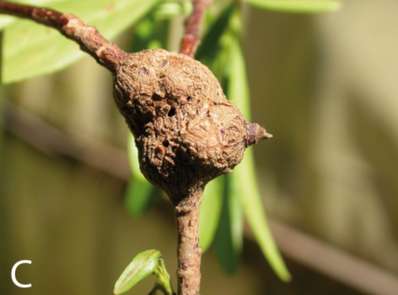 Gall image
