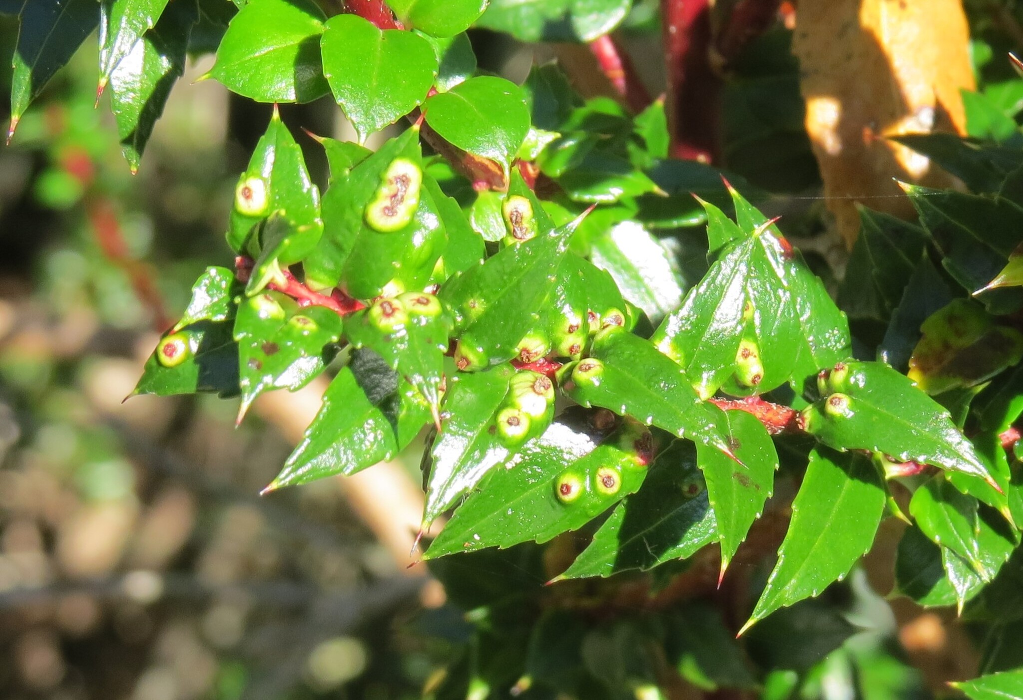 Gall image