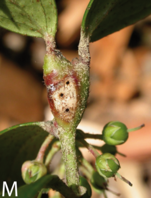 Gall image