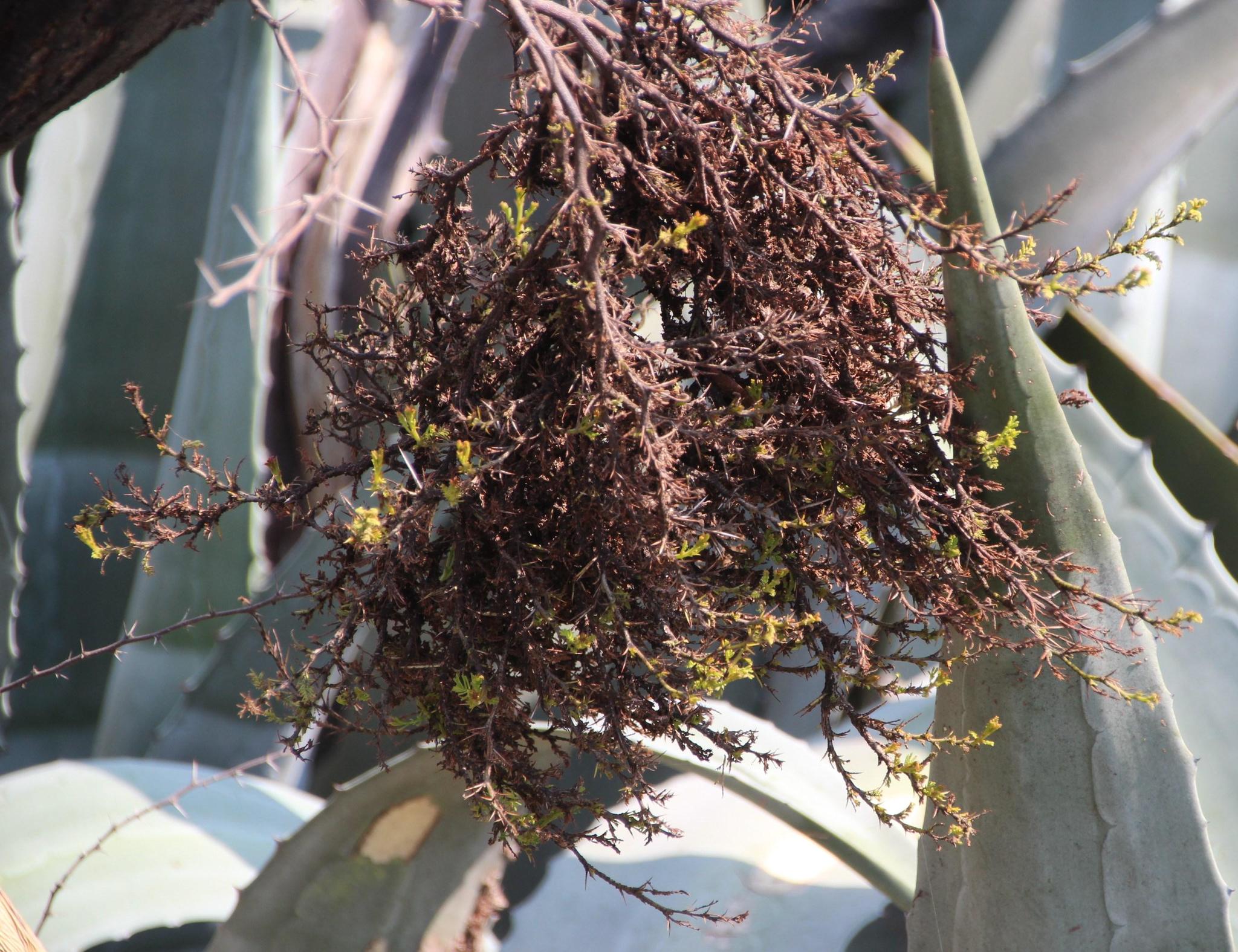 Gall image