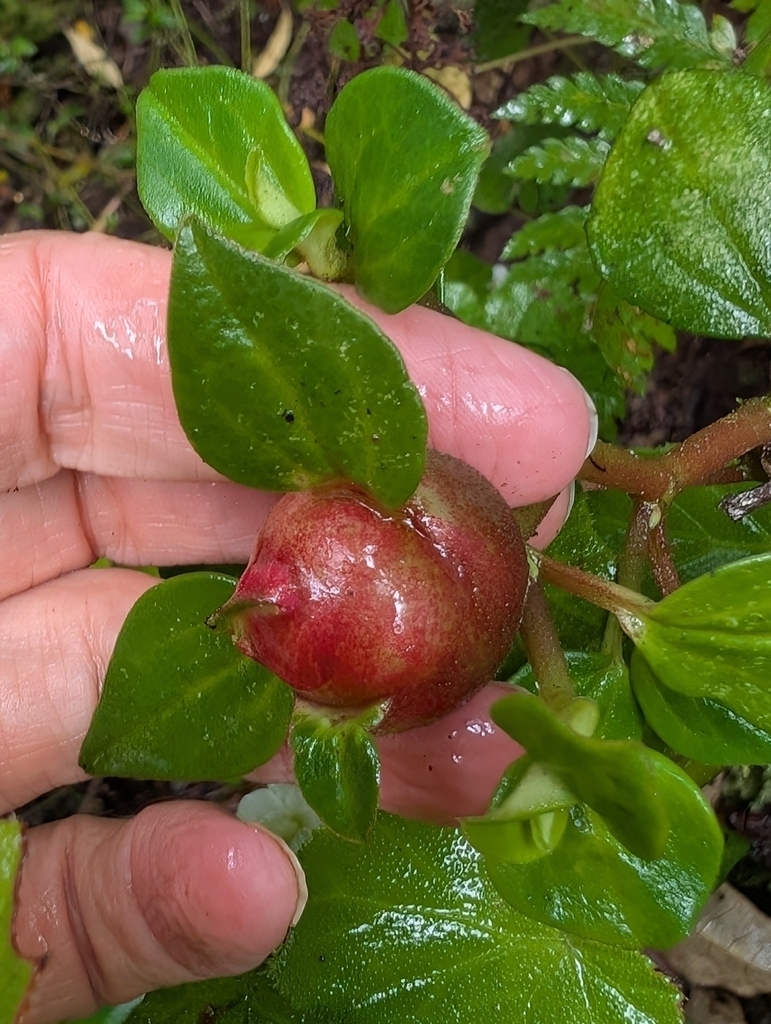 Gall image