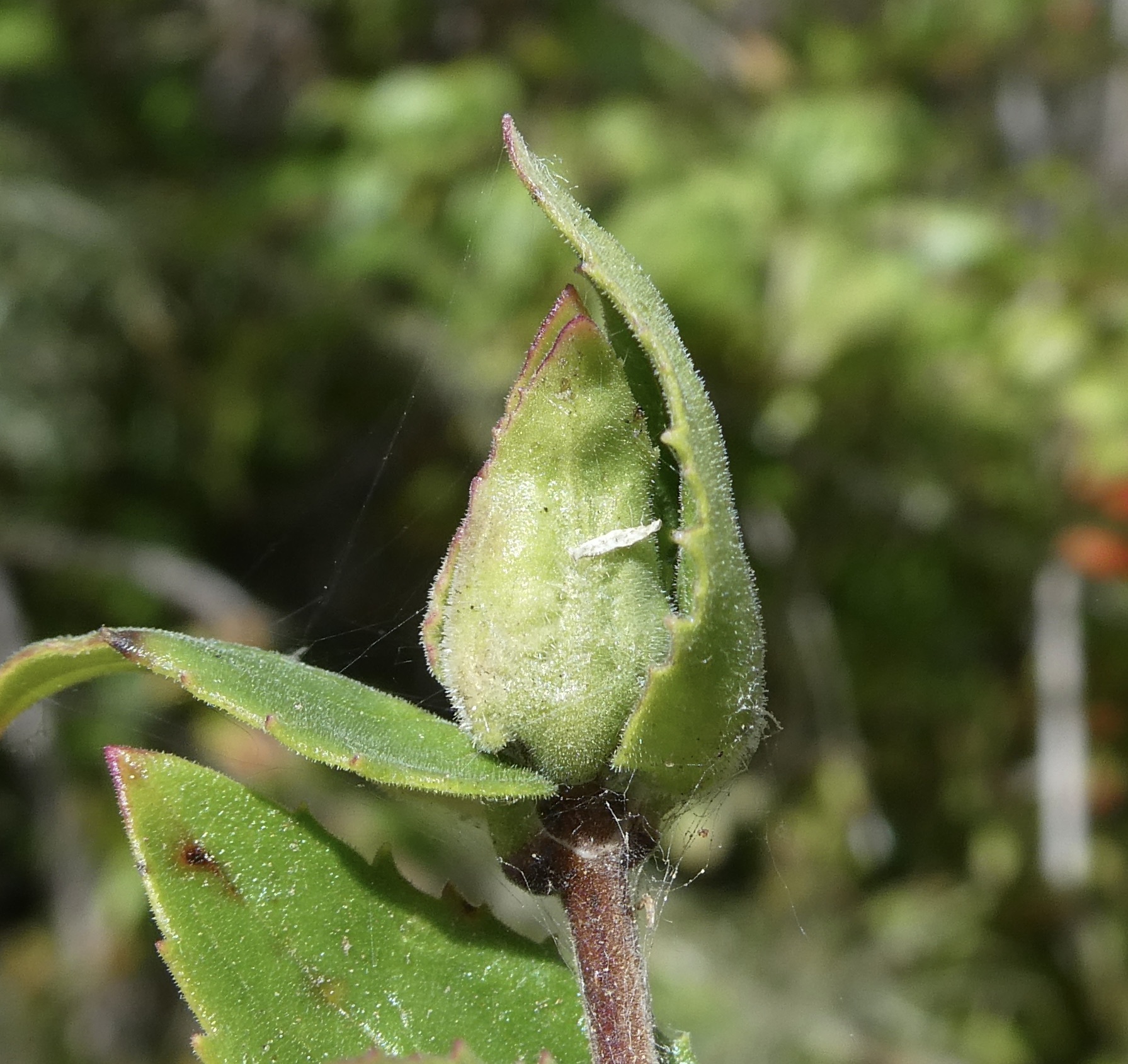 Gall image