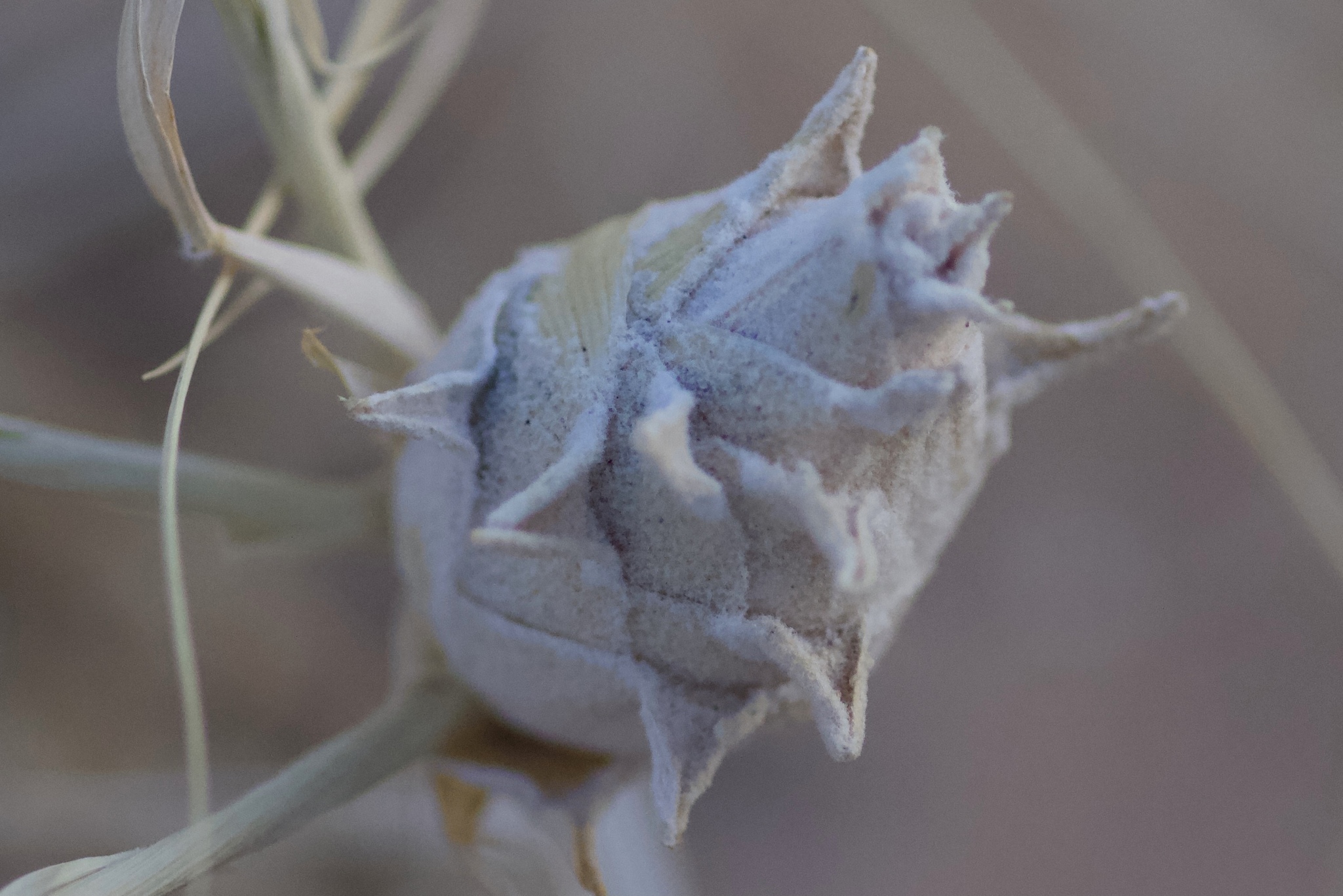 Gall image