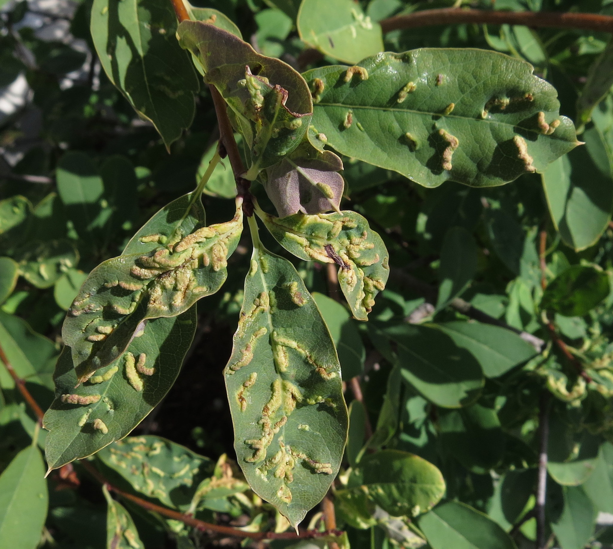 Gall image