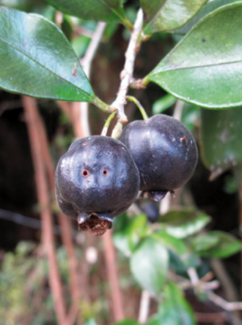Gall image