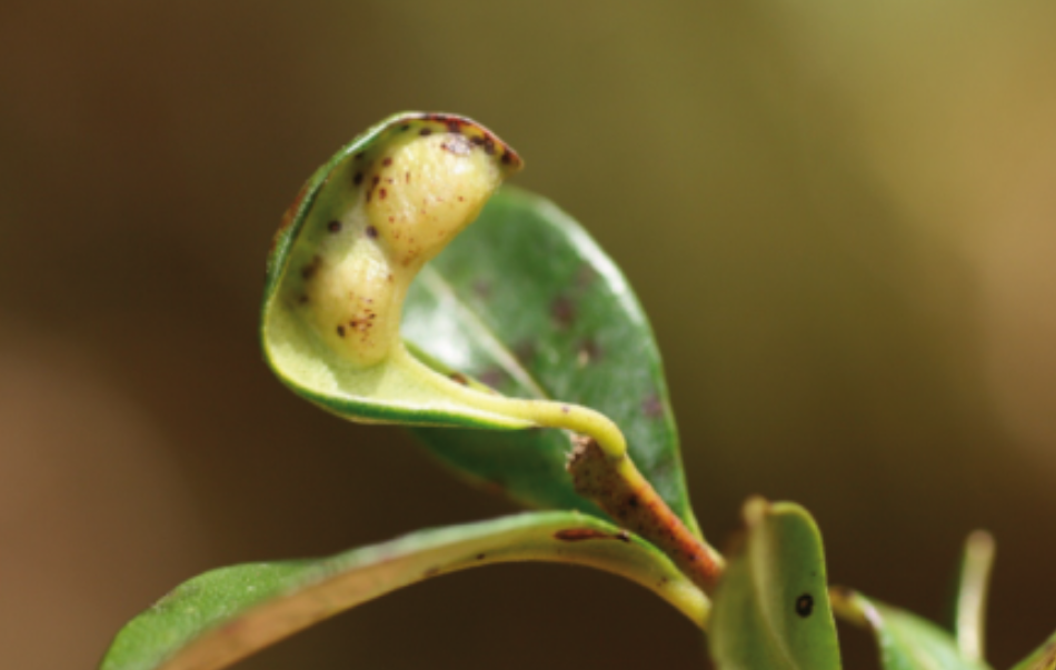 Gall image