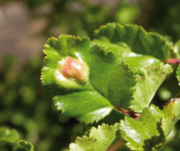 Gall image