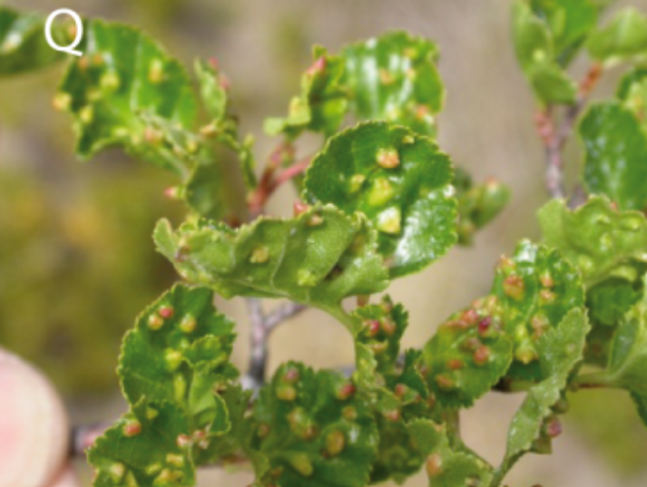 Gall image