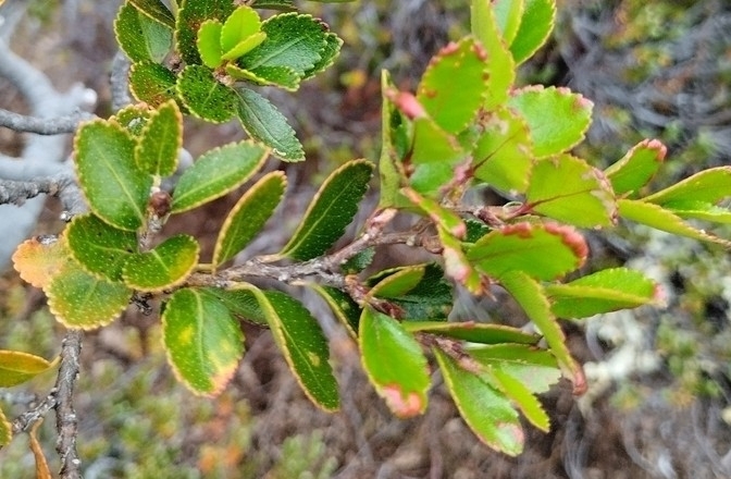 Gall image