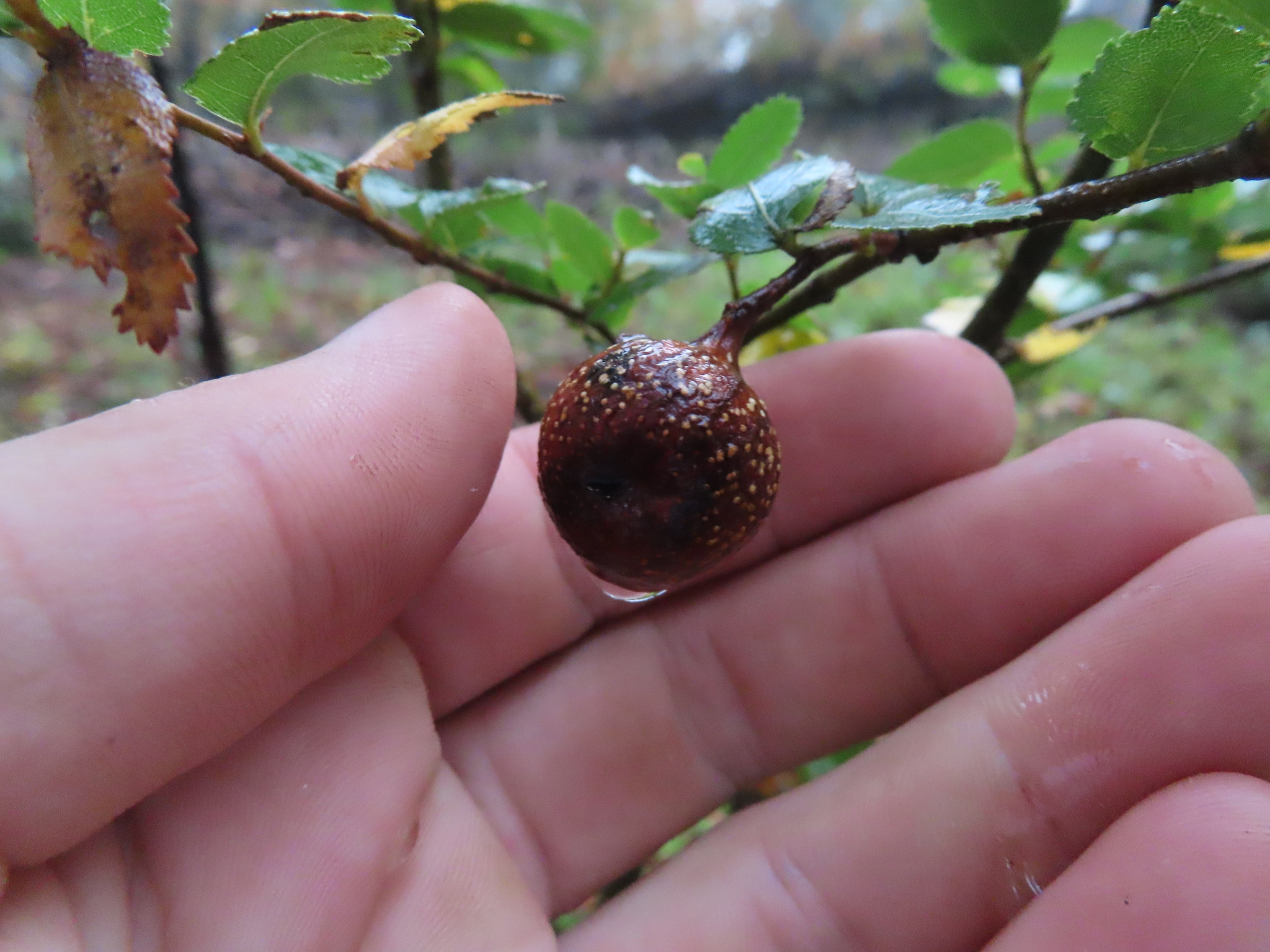 Gall image