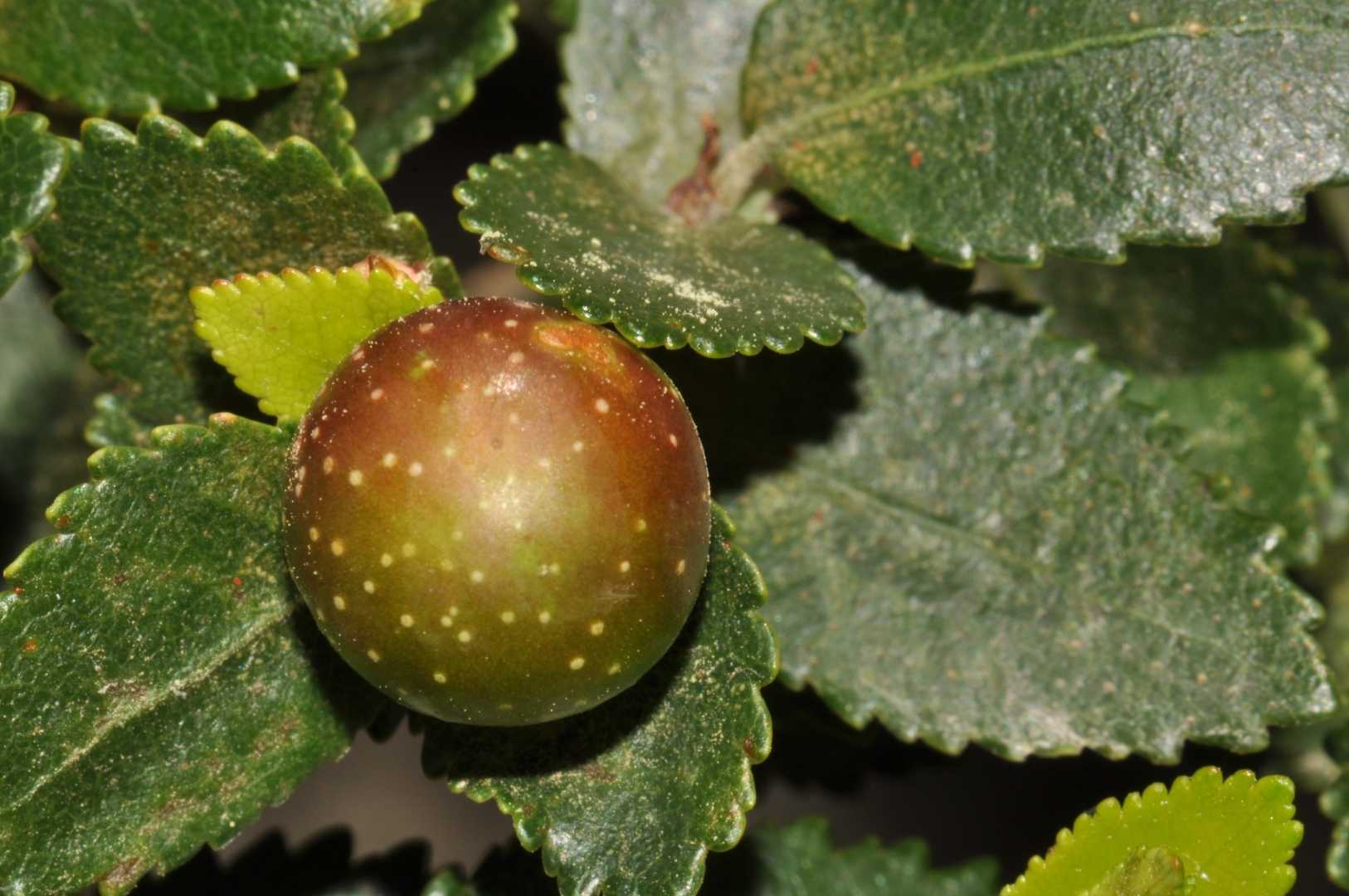 Gall image