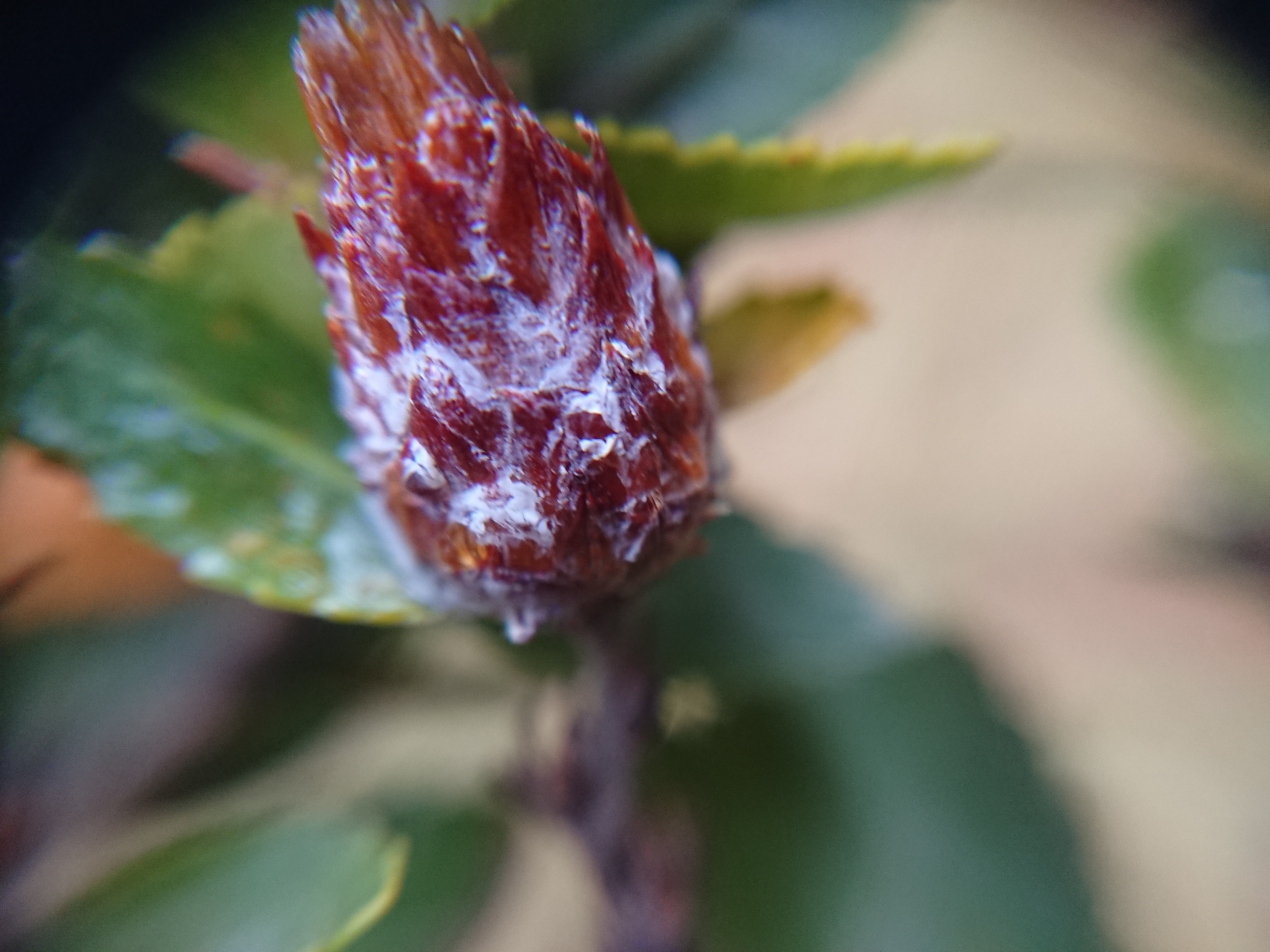 Gall image