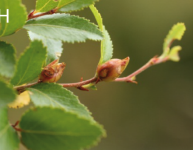 Gall image